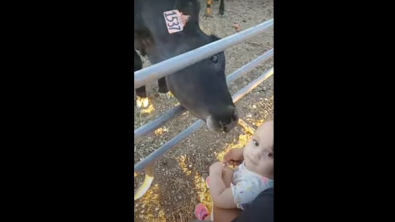 Μοσχάρι προσπαθεί να πιάσει φιλίες με ένα μωρό